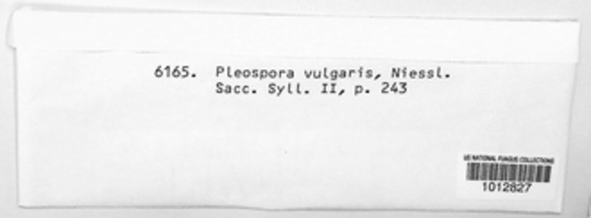 Alternaria scrophulariae image